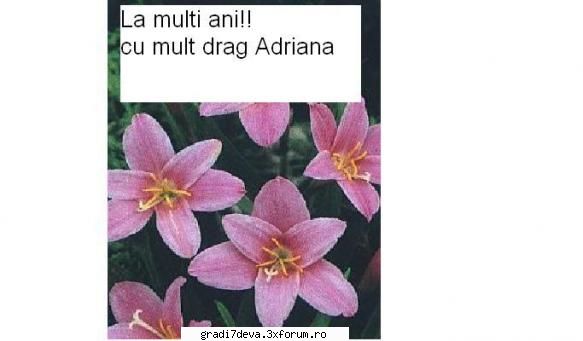 aniversare multi ani!!!!cu mult, mult drag .va iubim mult adriana